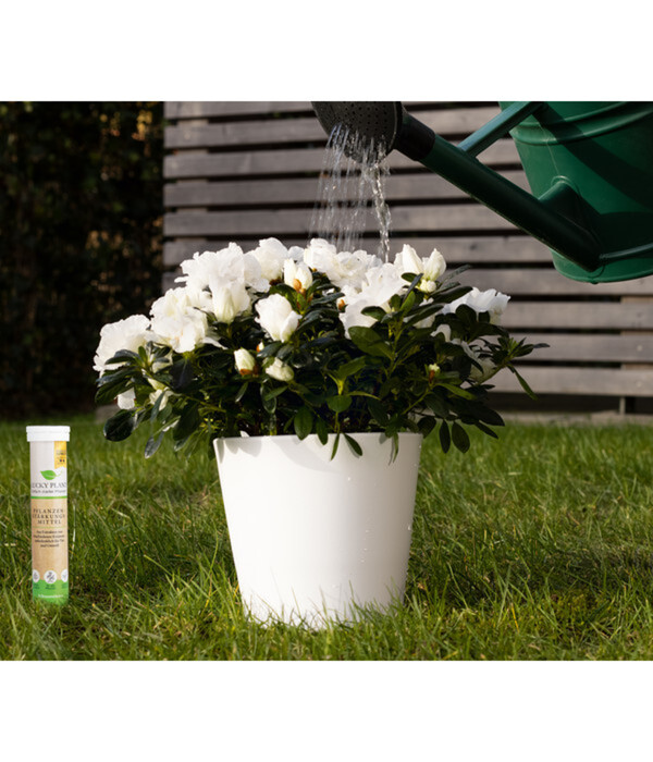 Bild 4 von Lucky Plant Pflanzenstärkung, Tabletten, 20 Stk.