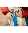 Bild 3 von RUFFWEAR® Hundegeschirr Flagline Harness 2.0 Blue Dusk