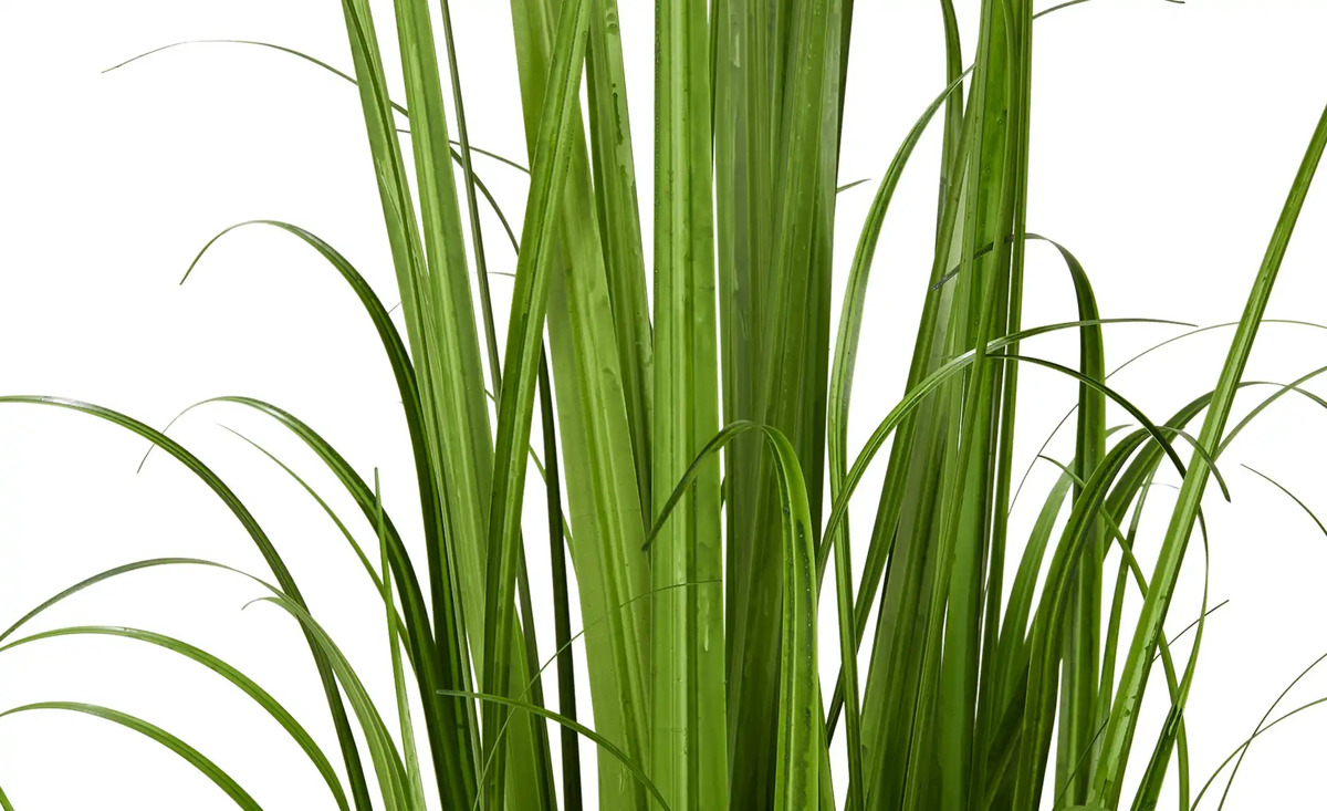 Bild 2 von Grasbüschel