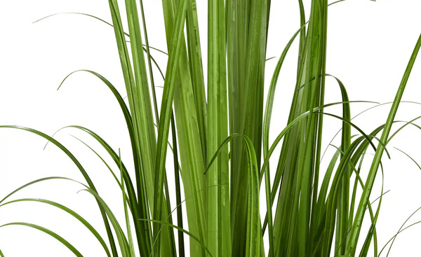 Bild 2 von Grasbüschel