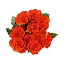 Bild 3 von FAIRTRADE® Rosen