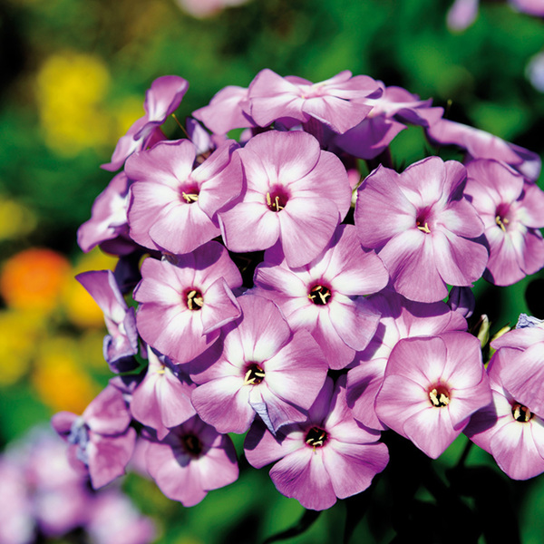 Flammenblume von Norma für 4,99 € ansehen!