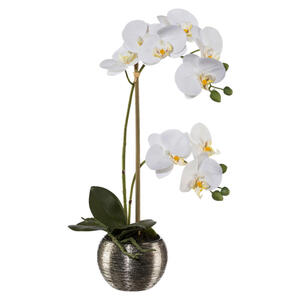 Phalaenopsis 42cm