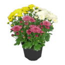 Bild 2 von GARDENLINE Chrysanthemen / -Trio