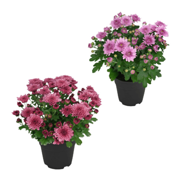 Bild 1 von GARDENLINE Chrysanthemen / -Trio