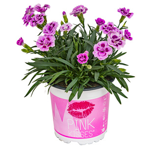 Nelke Dianthus Pink Kisses 10,5 cm Topf