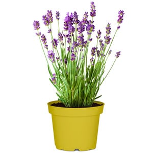 toom Lavendel nützlingsfreundliche Sorten 13 cm Topf