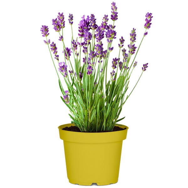 Bild 1 von toom Lavendel nützlingsfreundliche Sorten 13 cm Topf