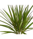 Bild 4 von Drachenbaum - Dracaena marginata