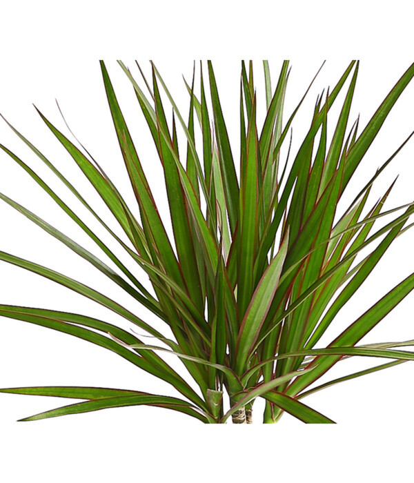 Bild 4 von Drachenbaum - Dracaena marginata
