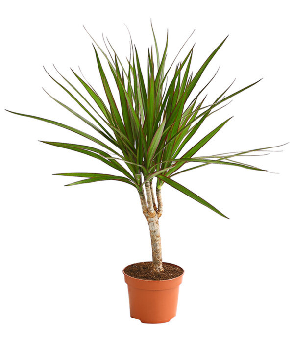 Bild 1 von Drachenbaum - Dracaena marginata