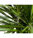 Bild 3 von Drachenbaum - Dracaena marginata