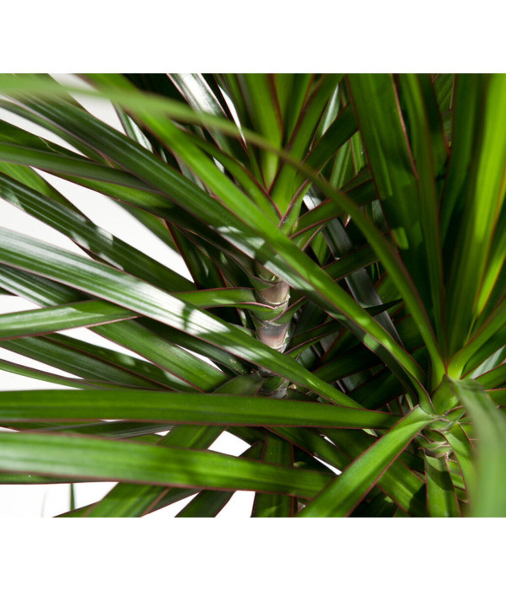 Bild 3 von Drachenbaum - Dracaena marginata