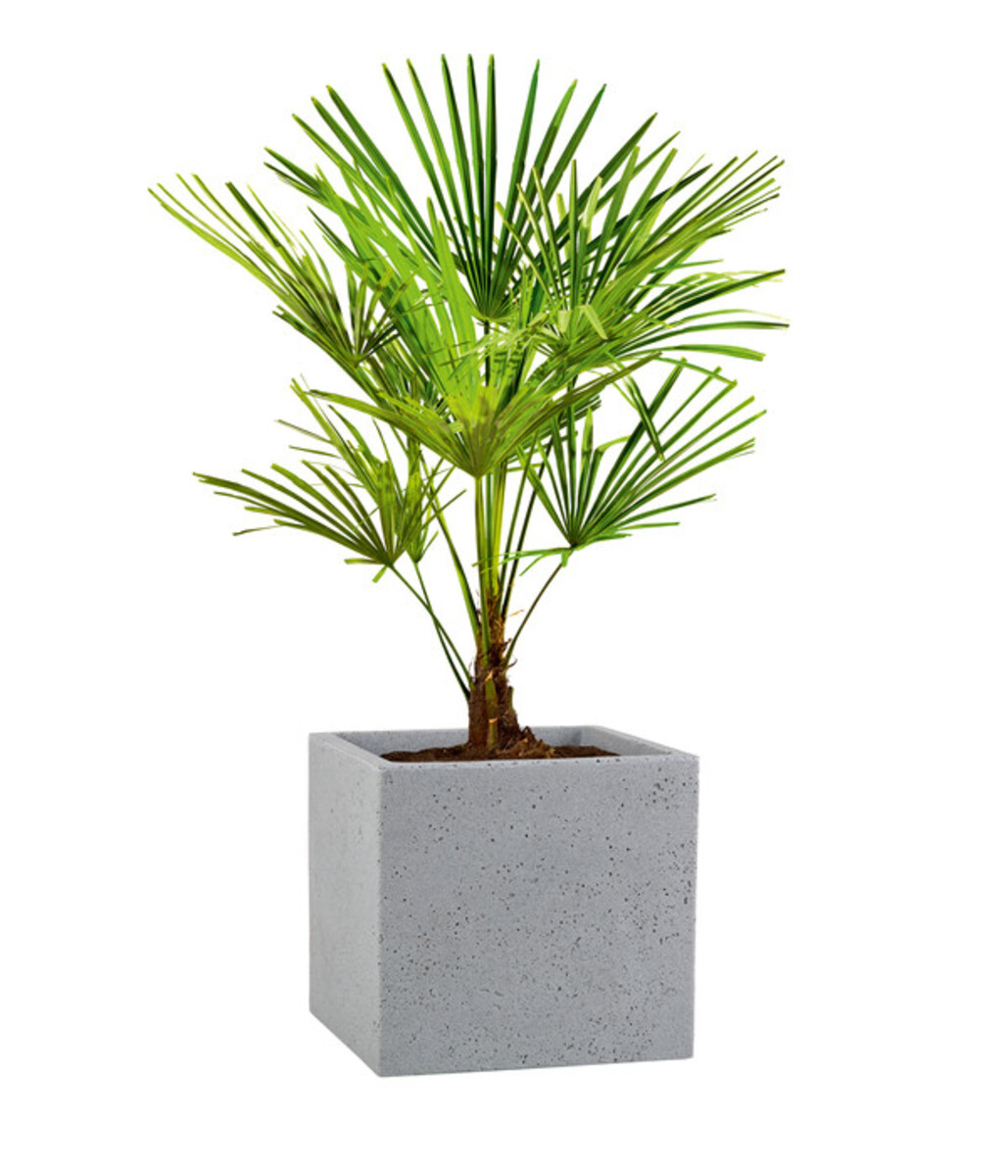 Bild 2 von Scheurich Kunststoff-Topf C-Cube, quadratisch