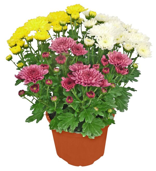 Bild 1 von Chrysantheme