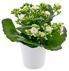 Kalanchoe