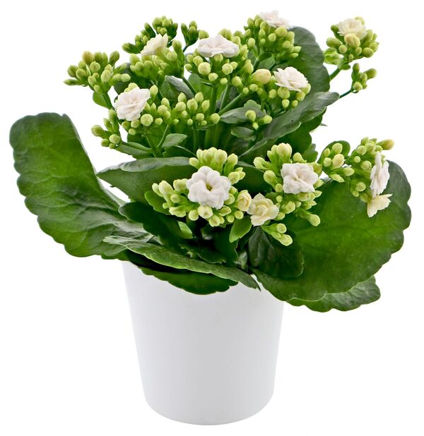 Bild 1 von Kalanchoe