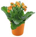 Bild 4 von Kalanchoe