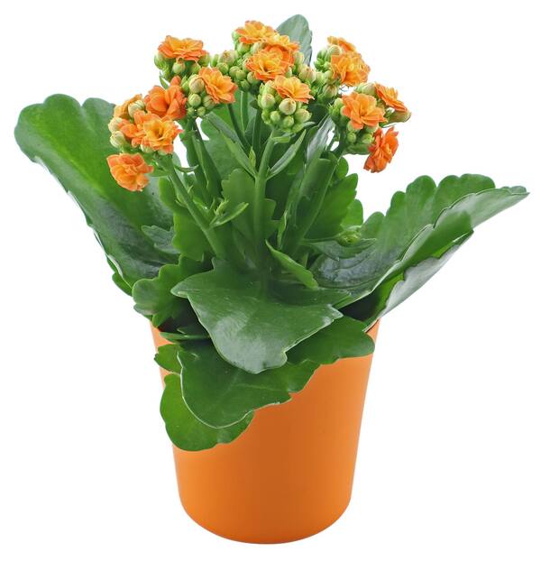 Bild 4 von Kalanchoe