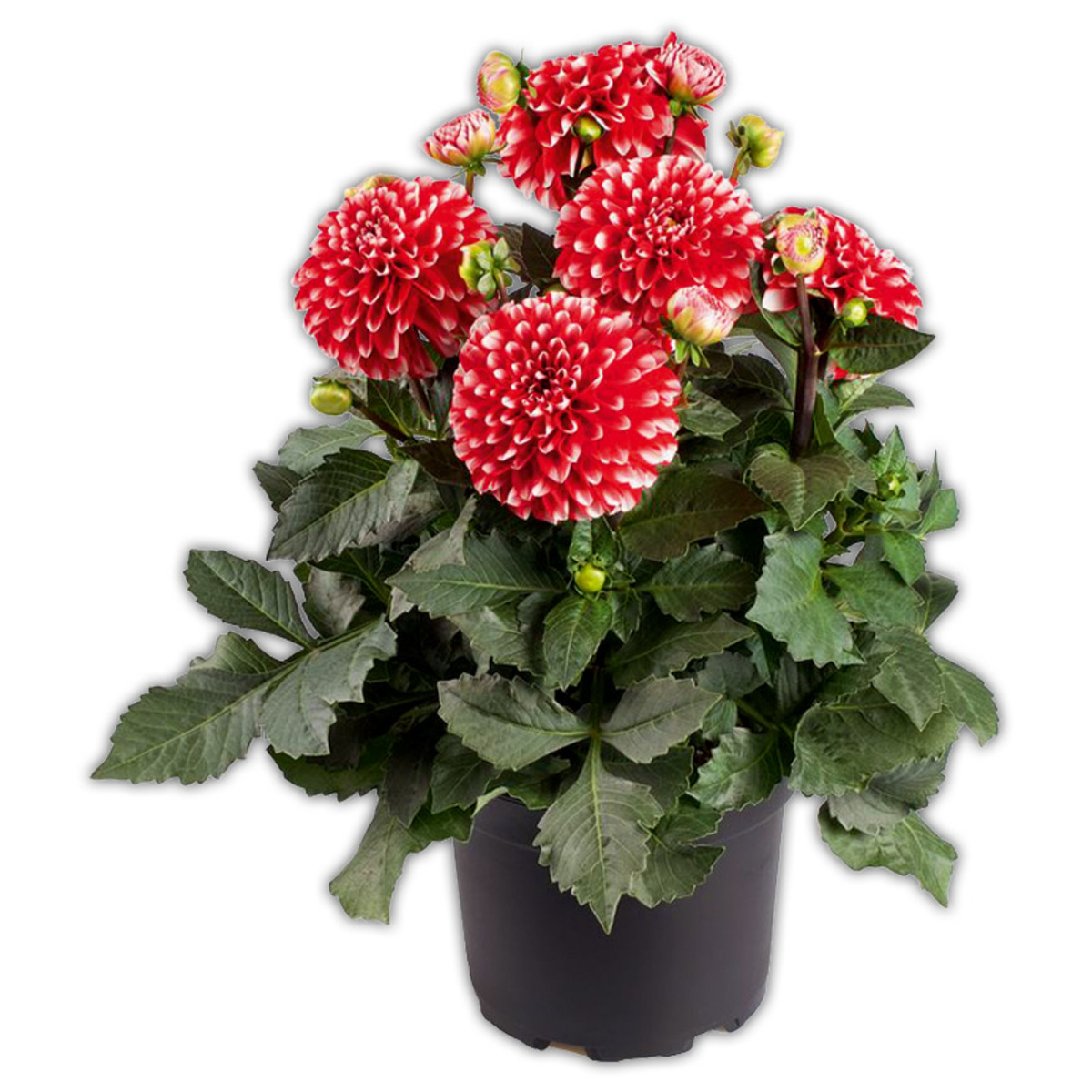 Bild 1 von Winterharte Blühstauden / Dahlien Busch XL