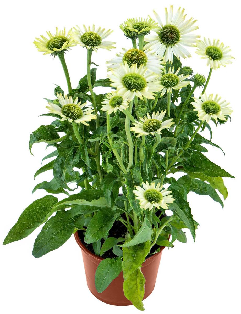 Bild 3 von Gartenpflanzen