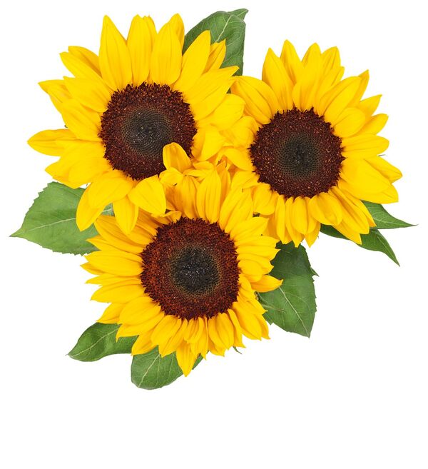 Bild 1 von Sonnenblumen, Bund