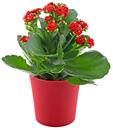 Bild 3 von Kalanchoe