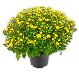 Chrysanthemenbusch*