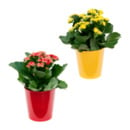 Bild 1 von GARDENLINE Kalanchoe