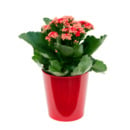 Bild 3 von GARDENLINE Kalanchoe