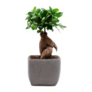 Bild 3 von GARDENLINE Bonsai-Ginseng