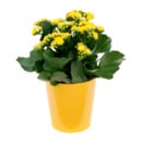 Bild 2 von GARDENLINE Kalanchoe