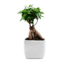 Bild 2 von GARDENLINE Bonsai-Ginseng