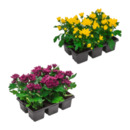 Bild 1 von GARDENLINE Chrysanthemen