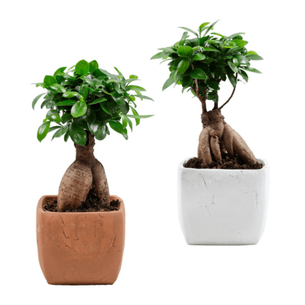 Bild 1 von GARDENLINE Bonsai-Ginseng