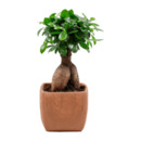 Bild 4 von GARDENLINE Bonsai-Ginseng