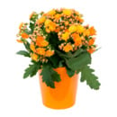 Bild 4 von GARDENLINE Kalanchoe