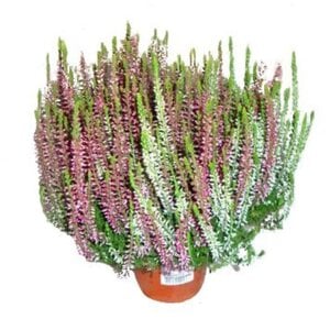 Calluna "Twin girls"