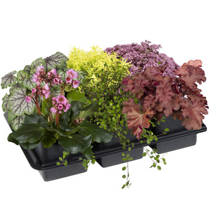 toom Herbstpflanzen-Mix 'Purfleur' 6er-Tray