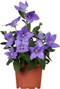Bild 1 von Ballonblume Platycodon H ca 60 cm 12 cm Topf