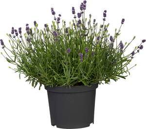 Freilandlavendel Munstead Auslese Lavandula, 5 l Container
