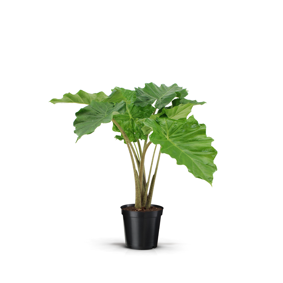 Bild 1 von Grünpflanzen Mix 19 cm bzw. 21 cm Topf