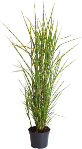 Chinaschilf Miscanthus sinensis 4 l Container
