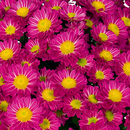 Bild 1 von Chrysantheme