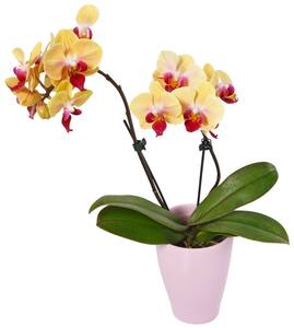 Orchidee im Keramik-Übertopf