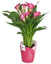 Bild 3 von Flamingoblume oder Calla