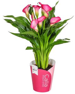 Flamingoblume oder Calla