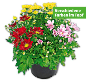 Bunte Chrysantheme*