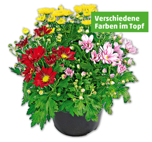 Bild 1 von Bunte Chrysantheme*