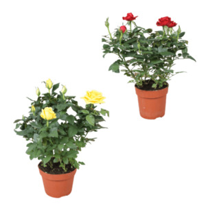 GARDENLINE Topfrose